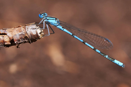 azure damselfly 在宏拍摄中的分支上