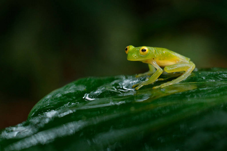 Fleschmanns 玻璃蛙在自然栖息地, 动物用大黄眼睛, 在森林河里。青蛙从哥斯达黎加, 广角透镜