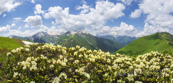 在上斯瓦涅季亚 佐治亚州的阳光明媚的夏日 山上有杜鹃花 群山和群山覆盖着蓝天下的青草和雪 高山 草甸 田园高地照片 正版商用图片09r0m3 摄图新视界 在上斯瓦涅季亚 佐治亚州的阳光明媚的夏日 山上有杜鹃花 群山和群山覆盖着蓝天下的青草和雪 高山 草甸 田园高地照片 正版商用图片09r0m3 摄图新视界