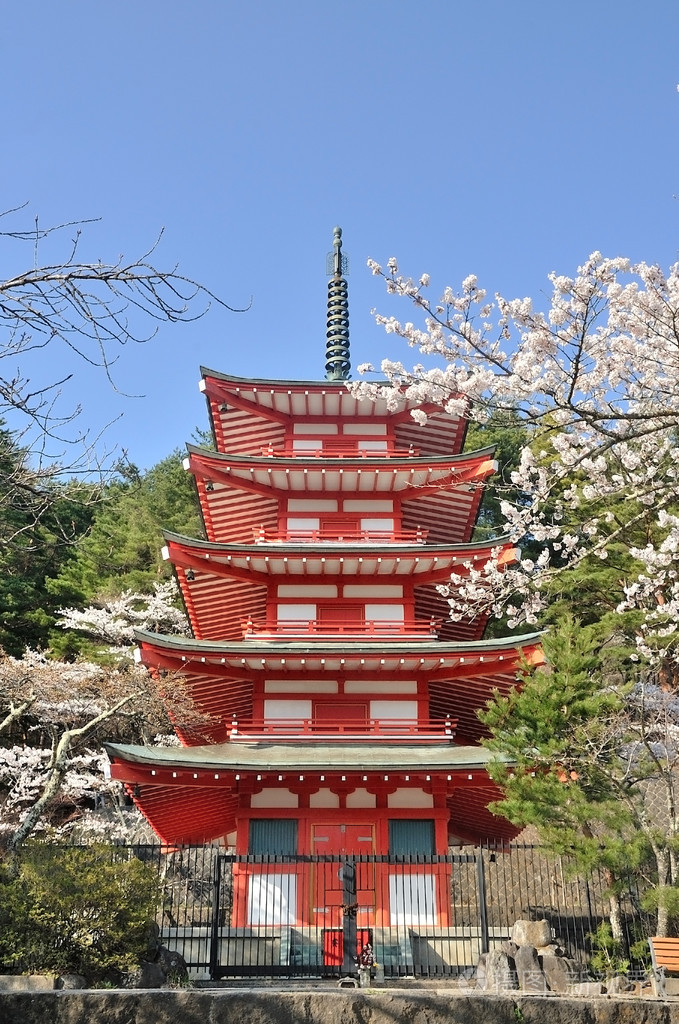 在日本樱花chureito宝塔