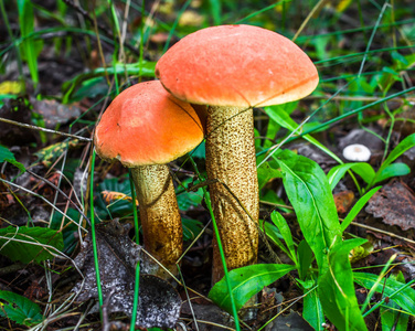 可爱的便士面包蘑菇生长在草地.美丽小 cep 顶褐色的帽子是在焦点.