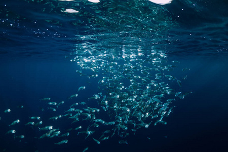 海洋中的学校鱼水下世界