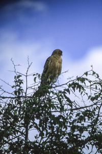 布朗蛇鹰 circaetus cinereus, 中部卡拉哈里狩猎保护区, 博茨瓦纳甘齐, 非洲