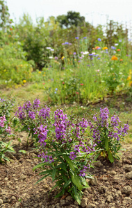 Angelonia 瑟琳娜植物与紫色的花瓣生长在一个夏日花园的背景五颜六色的花朵与复制空间