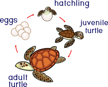 海龟的生命周期。龟从卵到成年动物的发育阶段序列