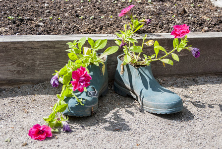 老威灵顿靴子作为原始的花盆与粉红色的花朵内