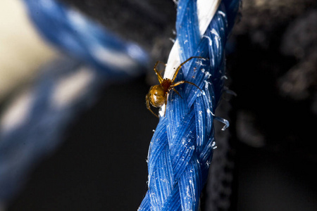 棕蜘蛛爬上蓝绳