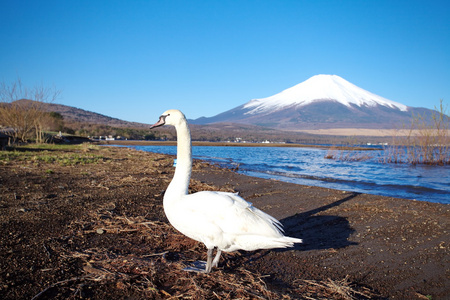 春天，樱花盛开樱花富士山