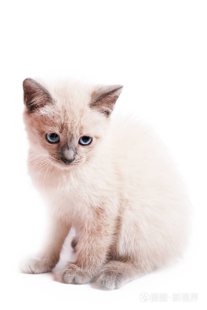 颜色点的小猫坐在白色的背景上.一只忧郁的小猫