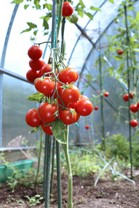 布什在温室中成熟的红番茄