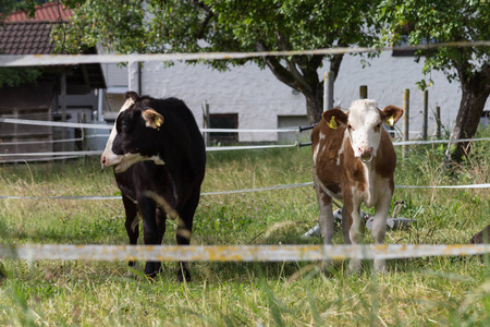 年轻的小牛在德国农村