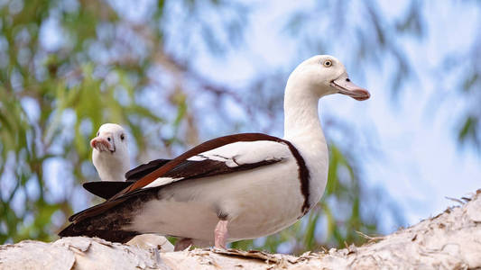 澳大利亚拉杰穆达 shelducks, 俗称伯德金河鸭, 坐在树枝上照片