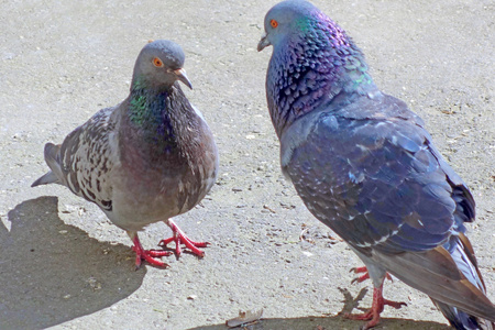 斑鸠能引叫一对儿咕咕叫鸽子照片