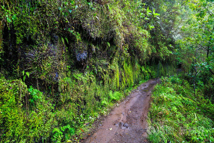 在一个雨天在葡萄牙马德拉山的一条小路上陡峭的岩石和levada