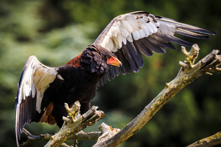 特写的 bateleur Terathopius ecaudatus 鹰, 鸟的猎物, 栖息在一个分支与开放的翅膀。津巴布韦国徽