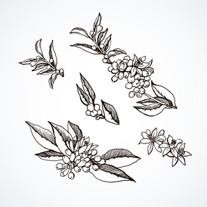 橙花黑白照片图片-橙花黑白照片素材-橙花黑白照片插画-摄图新视界