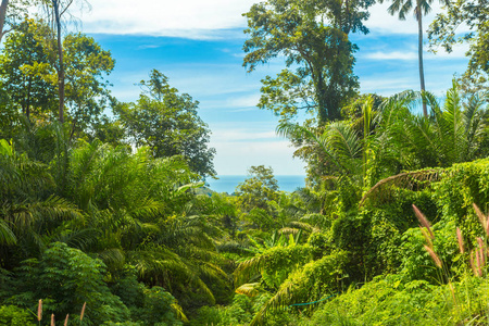 热带森林中美丽绿树的景观观