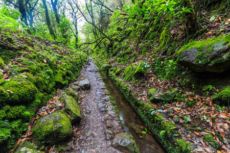 沿着 levada 在岛上的一座森林里行走的小径, 葡萄牙