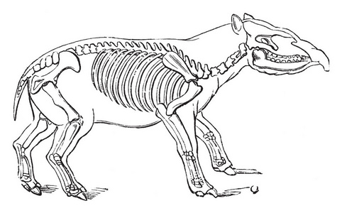 palaeotherium 万能, 这是一个灭绝的貘像哺乳动物, 复古线画或雕刻