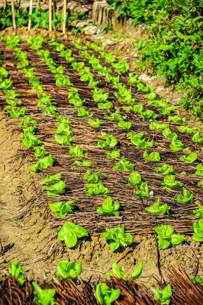 食物背景越南田园花园床上特写镜头的白菜绿芽