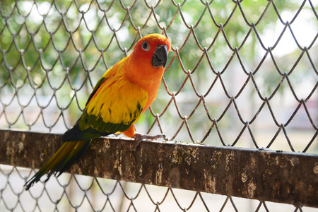 美丽的彩色鹦鹉太阳圆锥形阿林塔索莱蒂斯
