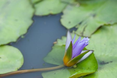 花园里的紫莲花花