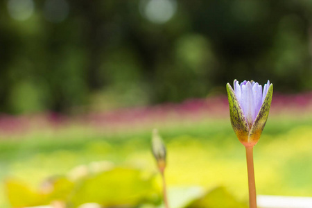 花园里的紫莲花花