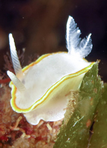 在它们的栖息地的 nudibranchs