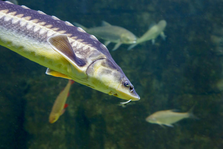 俄罗斯鱼.这种鱼是国际上列出的有价值的商业物种.红色的书.