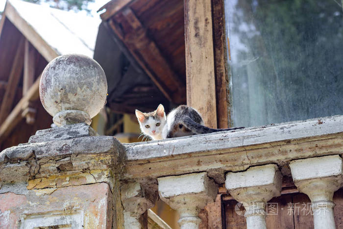 住在旧庄园 Turliki 地下室的一只无家可归的小猫。奥布宁斯克, 俄罗斯