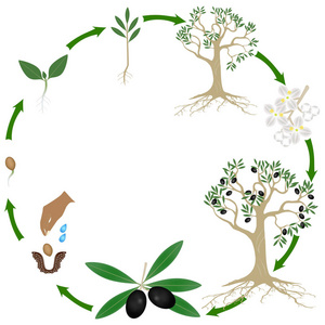 白色背景橄榄植物的生命周期图片