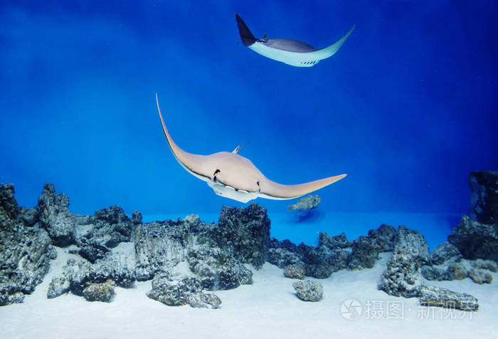 海毒刺 毒刺 也被称为海猫 存在于温带和热带水域 这些鱼的一个特点是体型 类似于椭圆形或几乎正确的菱形照片 正版商用图片09rkwk 摄图新视界