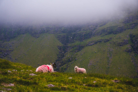 在卡拉农托希尔山附近的高地地区的羊。在早上
