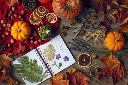 舒适的秋季背景, 笔记本, 装饰南瓜, 干橙, 坚果, 肉桂和秋天的叶子