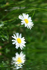 雏菊的花束