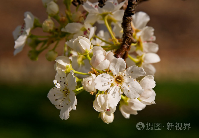 盛开的鲜花，在夕阳的光线