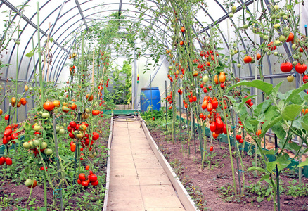在温室里成熟的红番茄