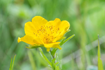 在奥地利的花草甸上的黄色草地金凤