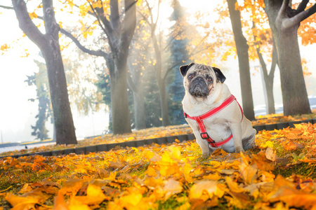 一个可爱的哈巴狗狗坐在黄色的叶子上在秋天的城市公园的背景在清晨的阳光下