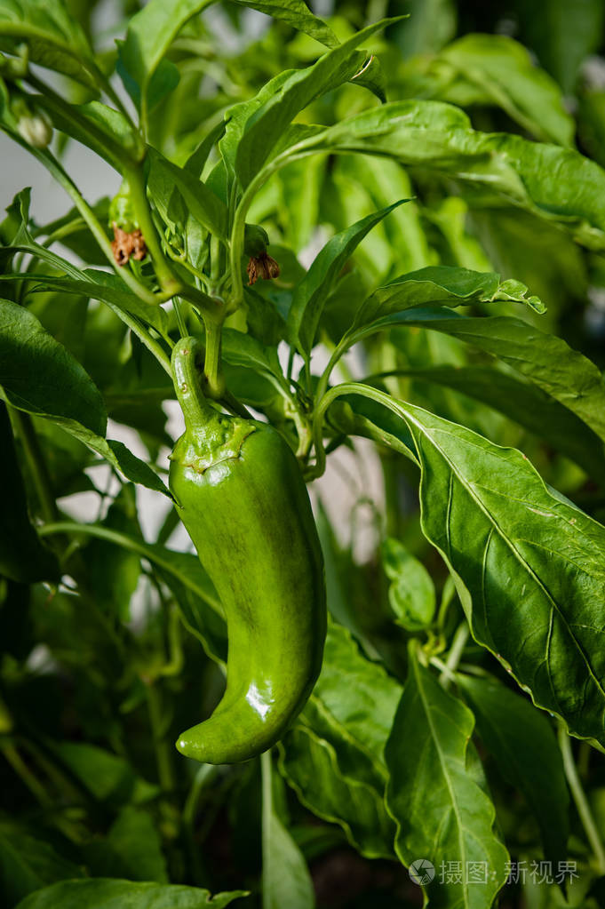 绿色的辣椒在藤上成熟