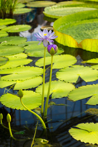 水莉莉