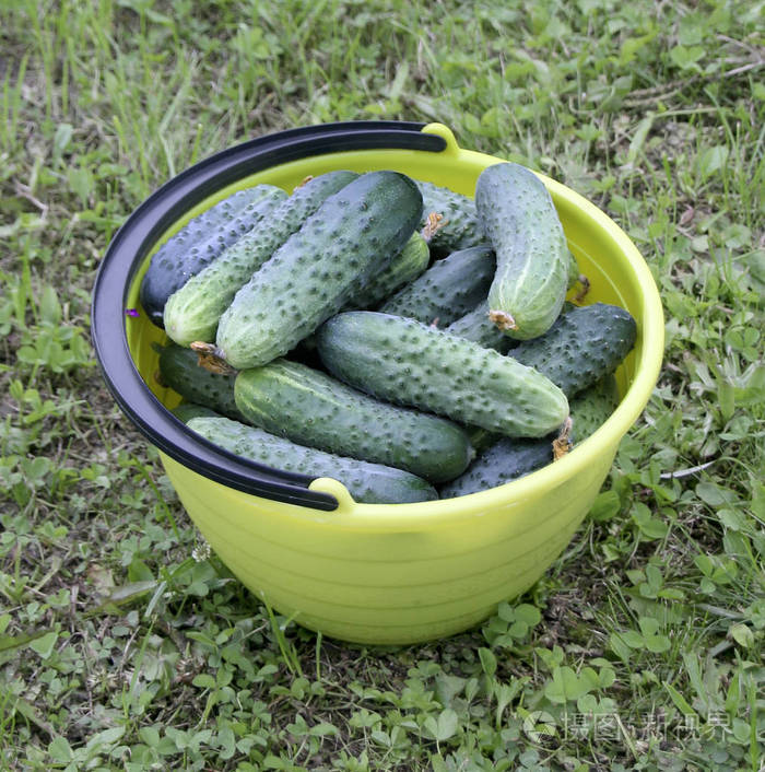 塑料桶中的鲜黄瓜