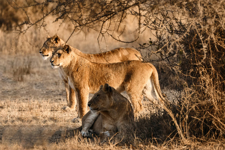 三美丽的雌狮 虎狮子座 在塞伦盖蒂 N.P. 寻找猎物狩猎