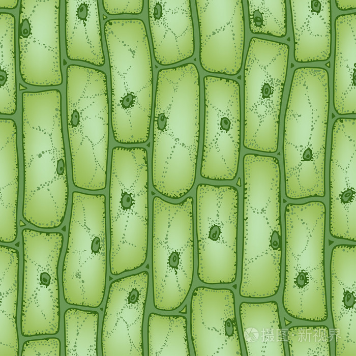 植物细胞 pattern2