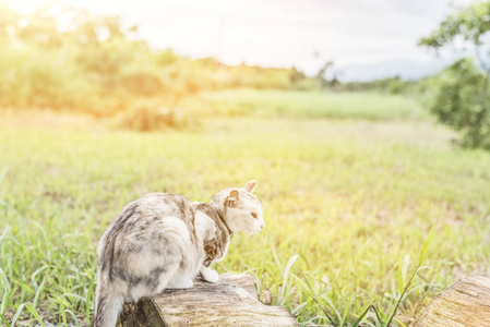 猫在木头上, 一只小猫坐在户外