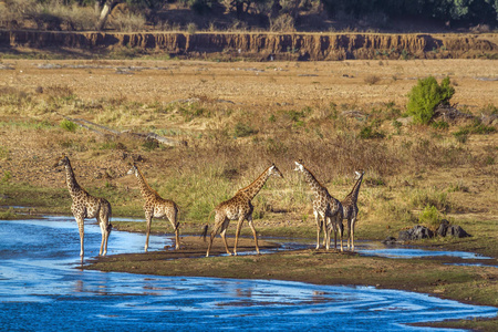 南非克鲁格国家公园的长颈鹿Giraffidae Giraffa 鹿豹座家族的钱币