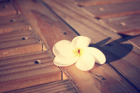 白色素馨花花