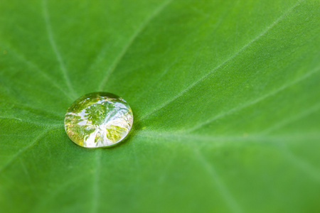 对叶特写的水滴雨露图片