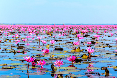 二人台海莲花图片