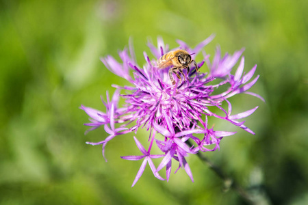阳光明媚的日子里, 在草地上有蜜蜂的紫花